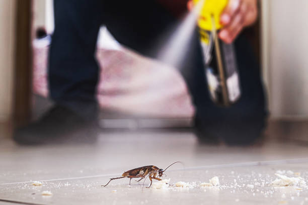 Best Wasp Removal Services  in Auburn, ME